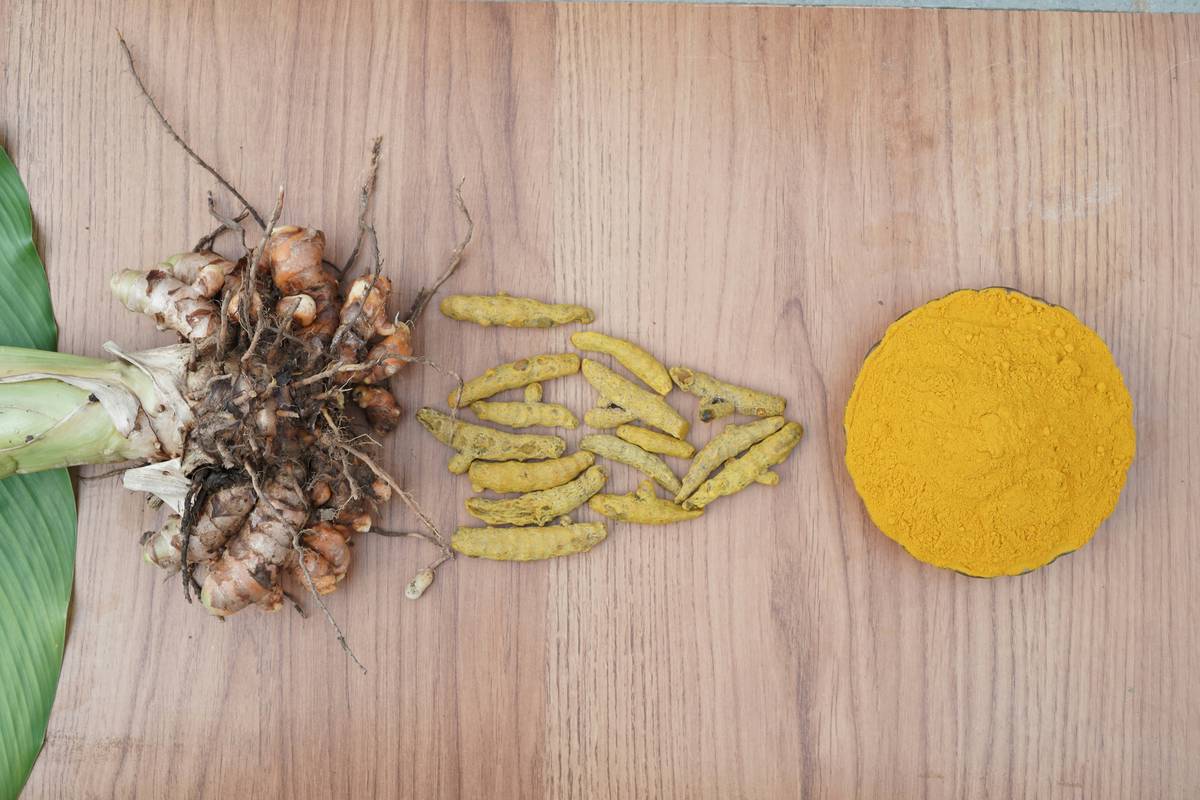Turmeric in Ayurvedic Medicine: The Forgotten Weight-Loss Ally Hidden in Plain Sight