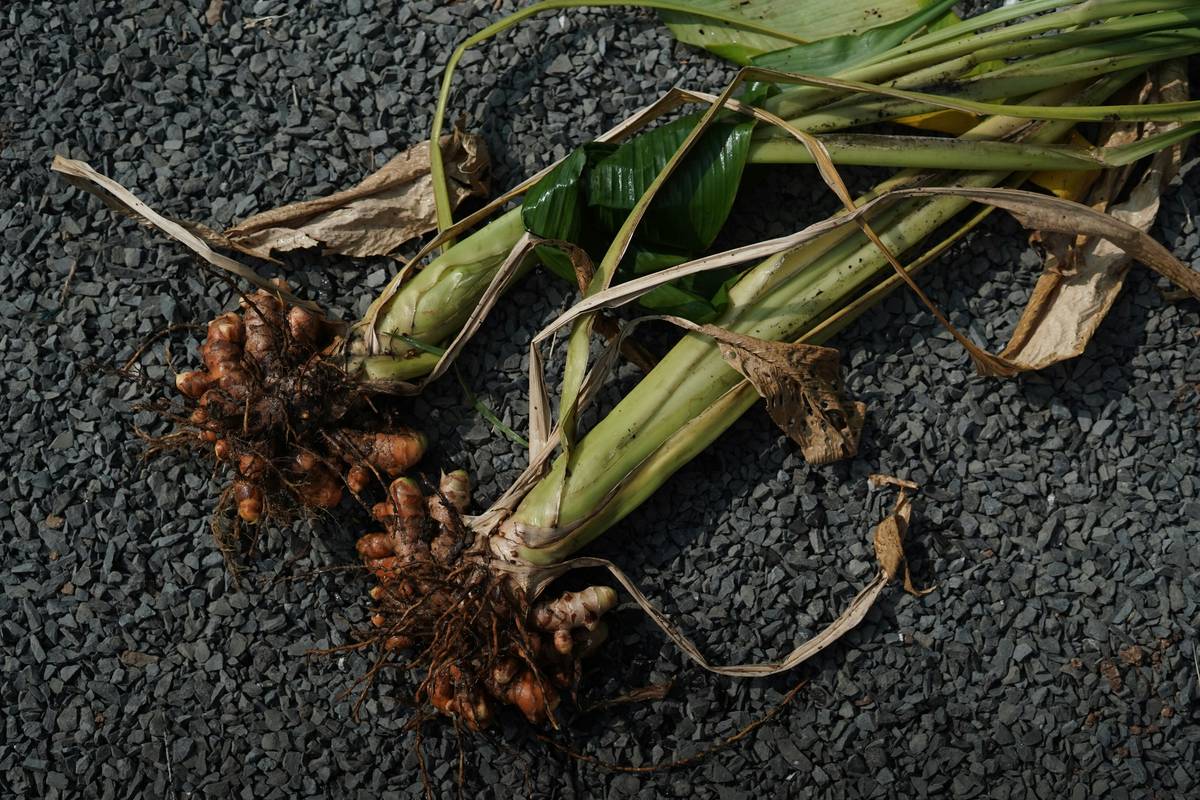 Fresh turmeric rhizome used in turmeric in Ayurvedic medicine preparations